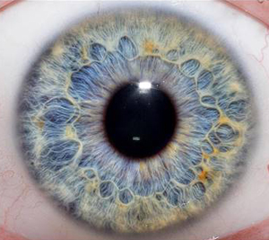 iris vs retina biometrics yes they really are different